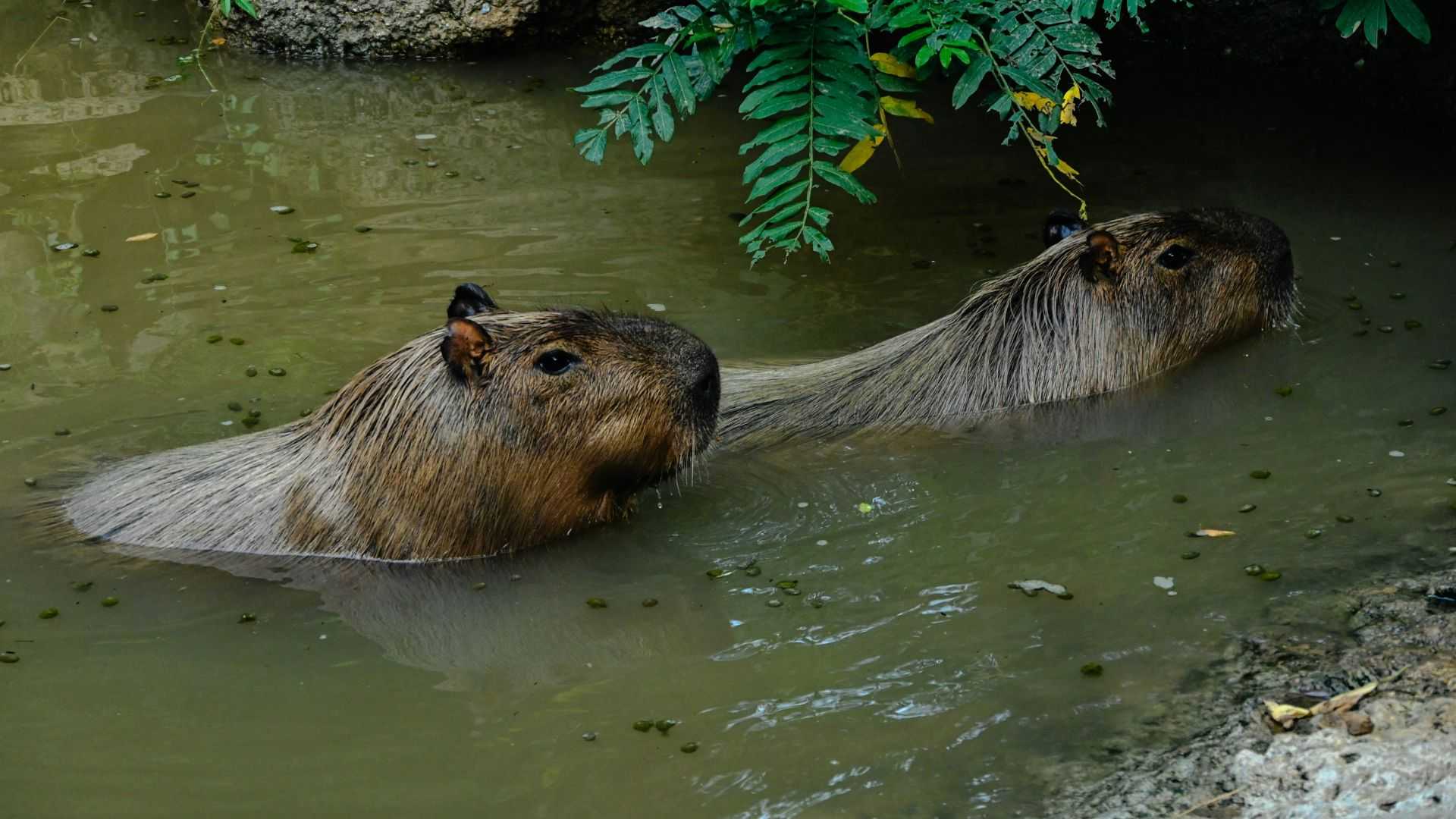 Capybara si Hewan Paling Santuy, Mengapa Buaya Tidak Memangsanya ya?